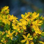 Konopny sklep, a w nim produkty CBD dla każdego