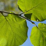 Waporyzator stacjonarny – czym jest?