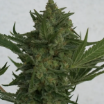 Gdzie należy wykonać manicure?