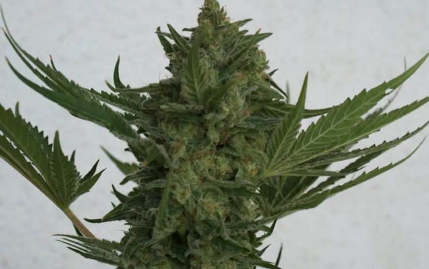 czym się różni cbd od thc