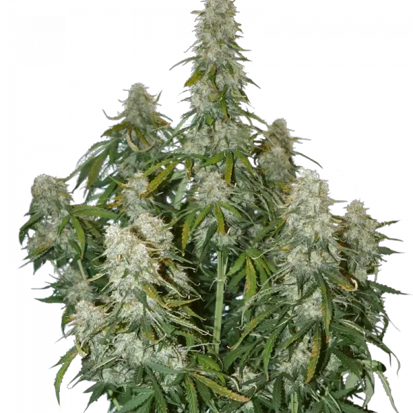 big bud auto