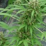 Cechy nasion marihuany outdoor