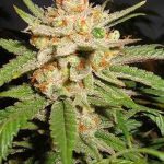 Big Bud Auto – masywne zbiory